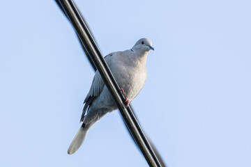 pigeon on a branch