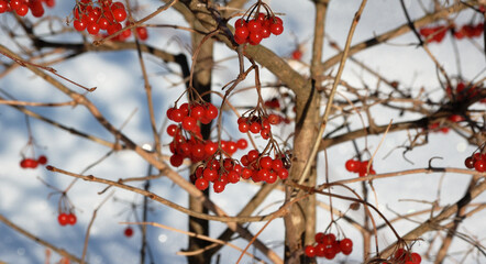 Red Viburnum berries in winter on snow background, closeup