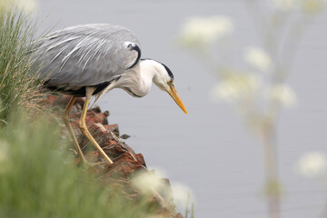 great blue heron