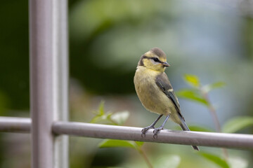 yellow wagtail on a branch