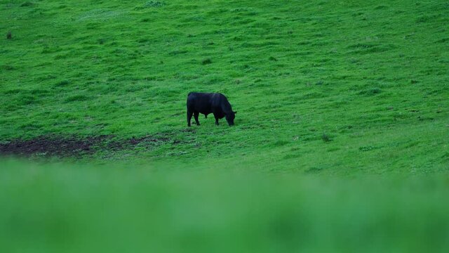 Beef cows and calves grazing on grass in Australia. eating hay and silage. breeds include specked park, murray grey, angus and brangus.
