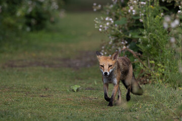 red fox vulpes