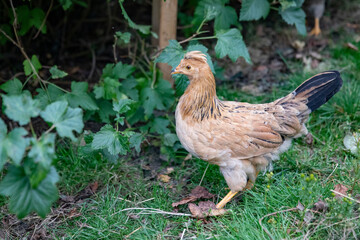 From the chicken farm, free-range chickens,OfotenNordland county,Northern Norway,scandinavia,Europe