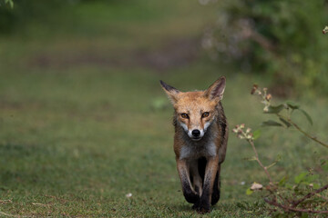 red fox vulpes