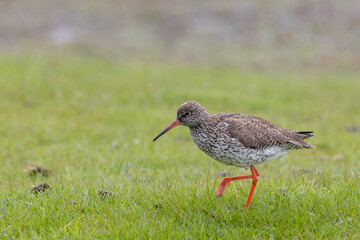 red stork