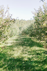 Pathway down a green apple orchard