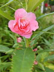 Nature garden pink flowers rose