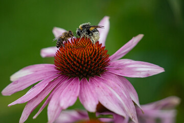 A bee on a flower in pollen