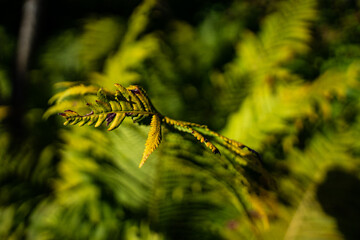 Detail photos of green fern