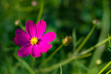 Fototapeta premium flower in the garden