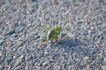 Saltamontes en mitad de la carretera. Insecto verde con patas largas verde y rojo. Saltamontes con ojos saltones. Carretera de asfalto.
