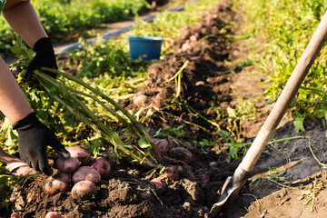 Gardener diging out potato. Working on a garden. Harvesting potato.