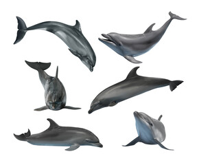 Beautiful grey bottlenose dolphins on white background, collage