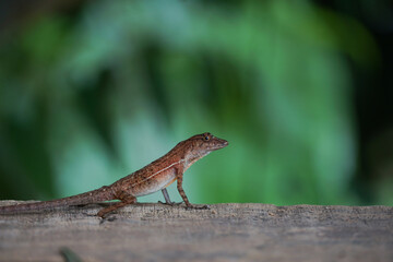 lizard on trunk