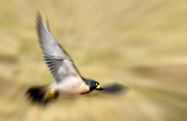 Fastest animal on earth - peregrine falcon (Falco peregrinus)