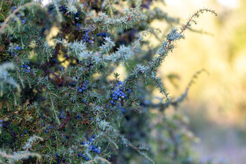 Juniperus communis, the common juniper, is a species of small tree or shrub in the cypress family...