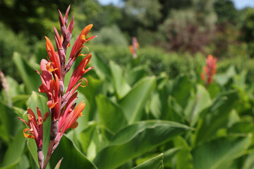 Massif de Canna Géant Marabout	
