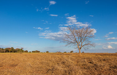 Obraz premium Árvore sem folhas no cerrado seco sob o céu azul em Minas Gerais.