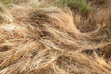 Detalle de trigo en la naturaleza. Trigo amarillo y largo.