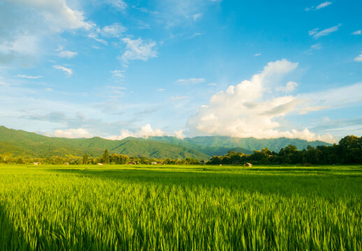 Landscape Green rice field rainy season and sunset beautiful natural scenery