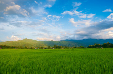 Fototapeta premium Green fields in the rainy season and blue sky beautiful natural scenery