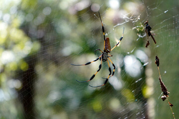 Large Banana spider on web.