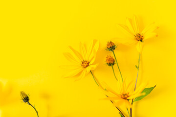 Yellow flowers on a yellow background. Spring, summer, autumn concept. Wallpaper, poster. Flat lay, top view, close up.