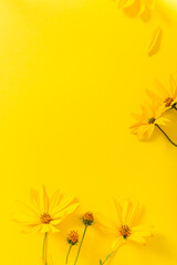 Flowers composition. Chamomile flowers on yellow background. Spring, summer, autumn concept. Flat lay, top view, copy space. Vertical
