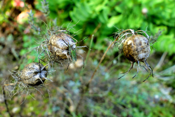 Close up of dried Cornflower seed heads(Centaurea cyanus). The centre one has a juvenile Saddle-backed bush cricket (Ephippiger ephippiger) resting on it.
