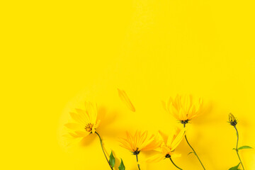 Flowers composition. Yellow flowers on yellow background. Spring, summer, autumn concept. Fall...