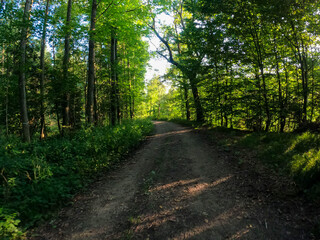 path in the woods