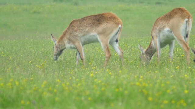 Rare deer herd grazing on a pasture with yellow wild flowers until they hear something and all look up at once.