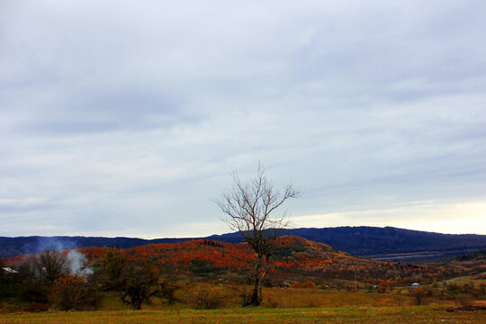 High Angle Shot Of A Landscape With Single Tree In Colorful Field In Autumn