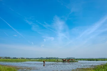 Foto op Plexiglas Cows in a pond near Schokland, Flevoland province, The Netherlands © Holland-PhotostockNL