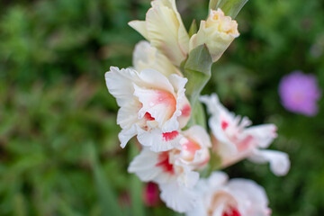 Weiß und rot blühende Gladiolen im Sommer