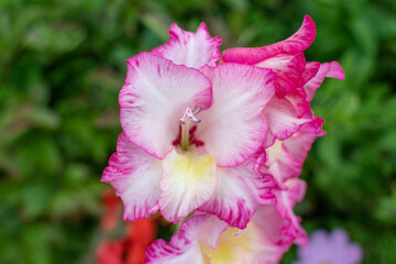 Pink und weiß blühende Gladiolen im Sommer