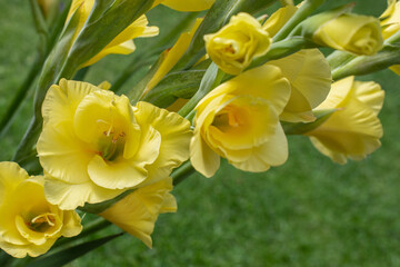 Gelb blühende Gladiolen im Sommer
