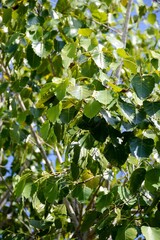 Fototapeta premium fresh green ficus religiosa leaves in nature garden