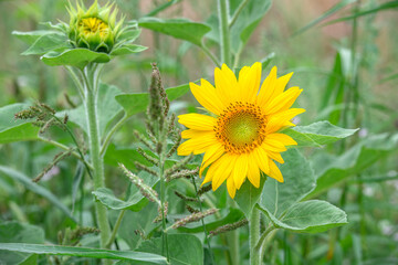 Gelb blühende Sonnenblume im Sommer