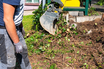 Digging out of trunk and roots with mini excavator. Tree stump removal