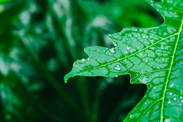 Selective focus of the rain drop fall down on the green leaves in Rainy season