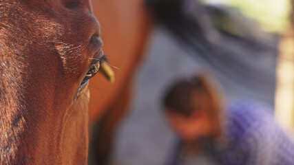 a blurred girl with a long basket and a checkered shirt crouches next to a horse. High-quality photo