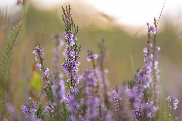 Calluna vulgaris (common heather, ling, heather) is a flowering plant family Ericaceae. Blooming...
