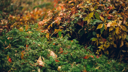 Raindrops on fallen autumn leaves