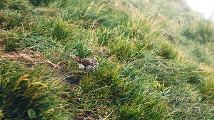 Little bird in green grass