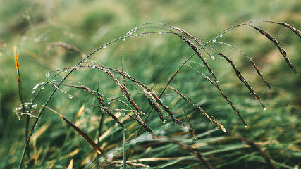Dew drops on green grass