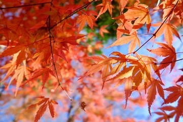 青空と紅葉