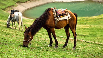 Horses graze on the background of the lake