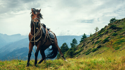 Horse on the background of the mountains