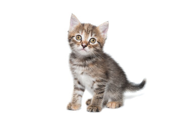 Obraz premium Gray kitten isolated on a white background.